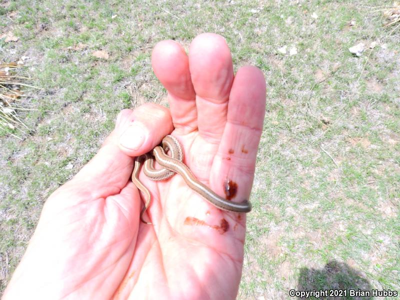 Lined Snake (Tropidoclonion lineatum)