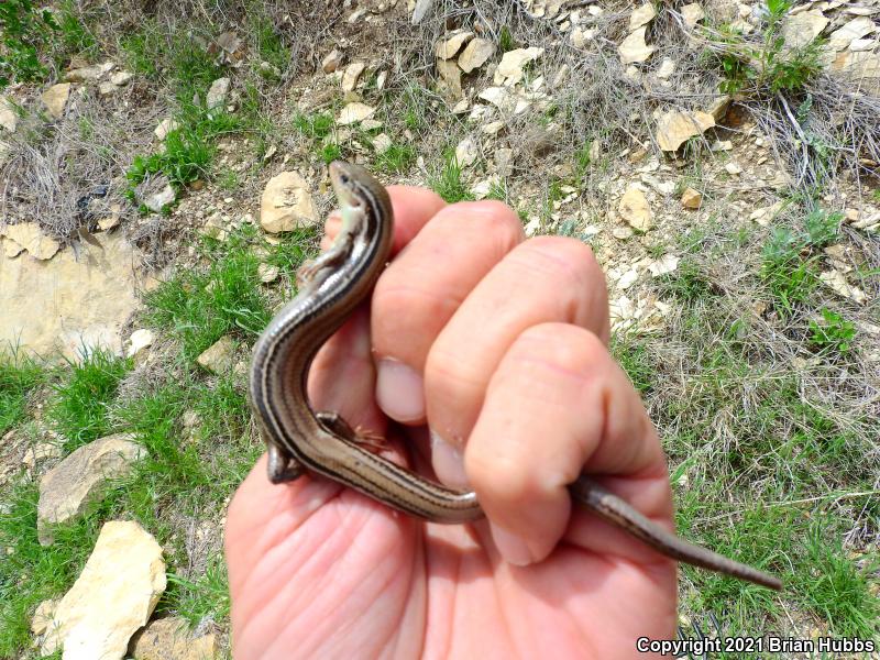 Northern Prairie Skink (Plestiodon septentrionalis septentrionalis)