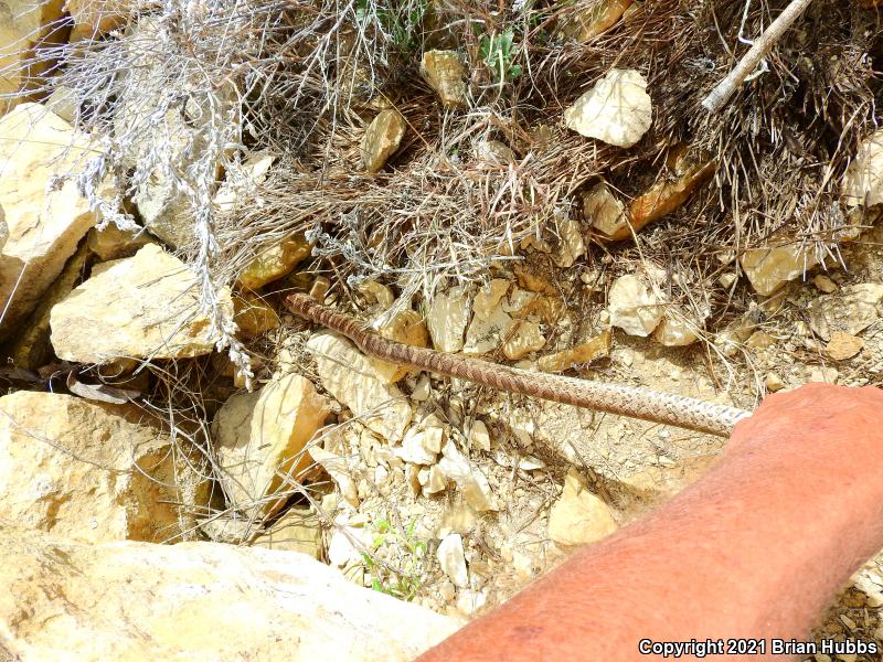 Great Plains Ratsnake (Pantherophis emoryi)