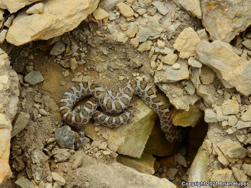 Great Plains Ratsnake (Pantherophis emoryi)