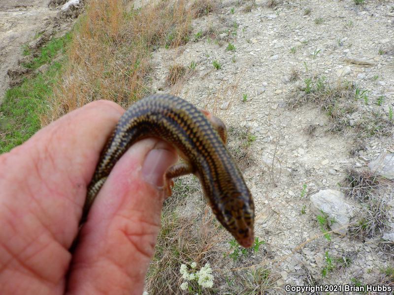 Great Plains Skink (Plestiodon obsoletus)