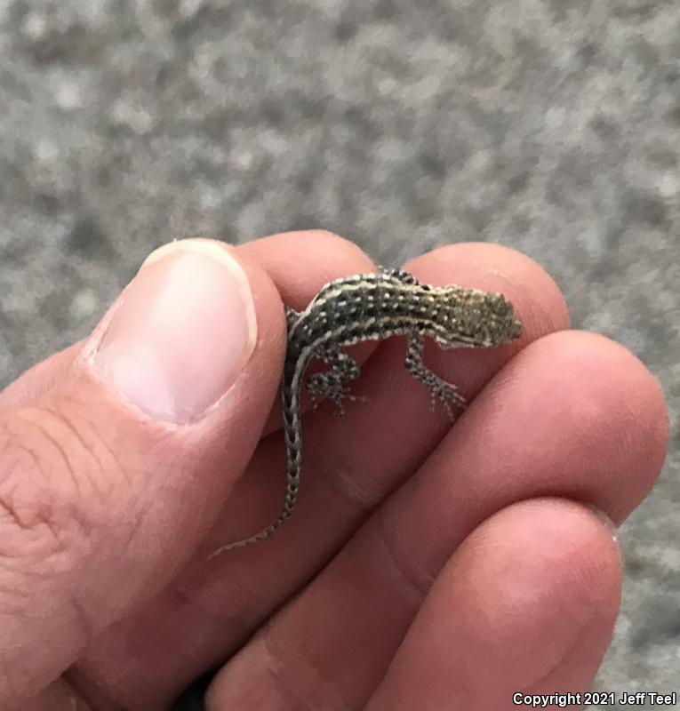 Western Side-blotched Lizard (Uta stansburiana elegans)