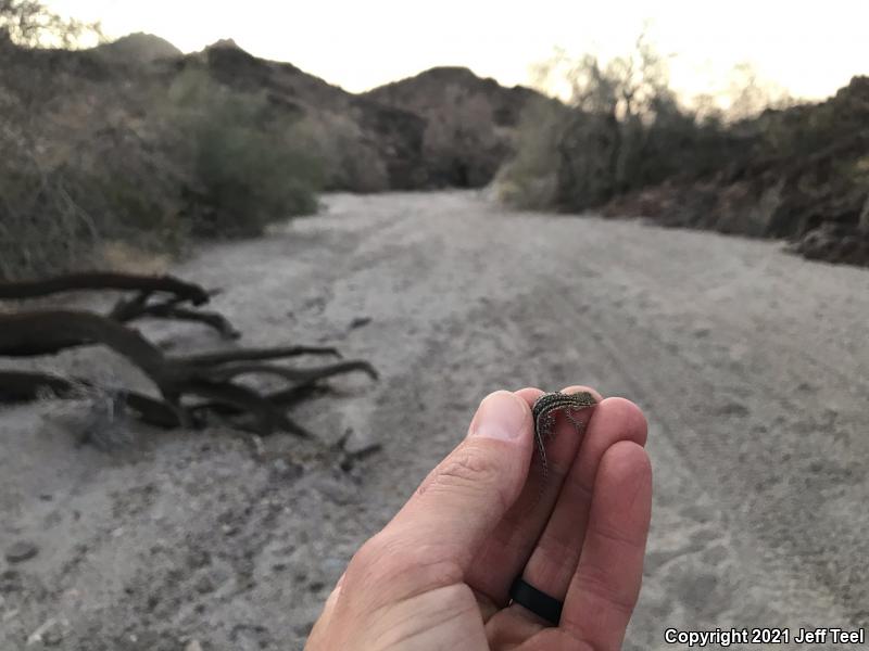 Western Side-blotched Lizard (Uta stansburiana elegans)