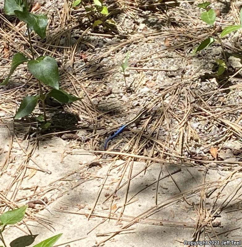 Western Skink (Plestiodon skiltonianus skiltonianus)