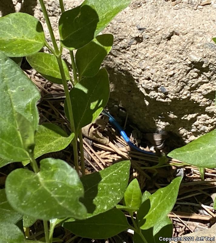 Western Skink (Plestiodon skiltonianus skiltonianus)