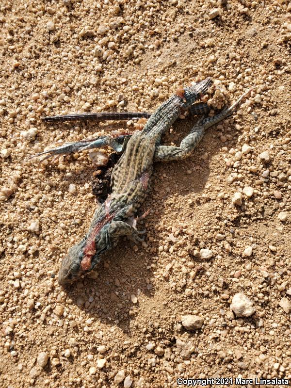 Great Basin Whiptail (Aspidoscelis tigris tigris)