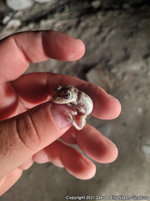 California Treefrog (Pseudacris cadaverina)