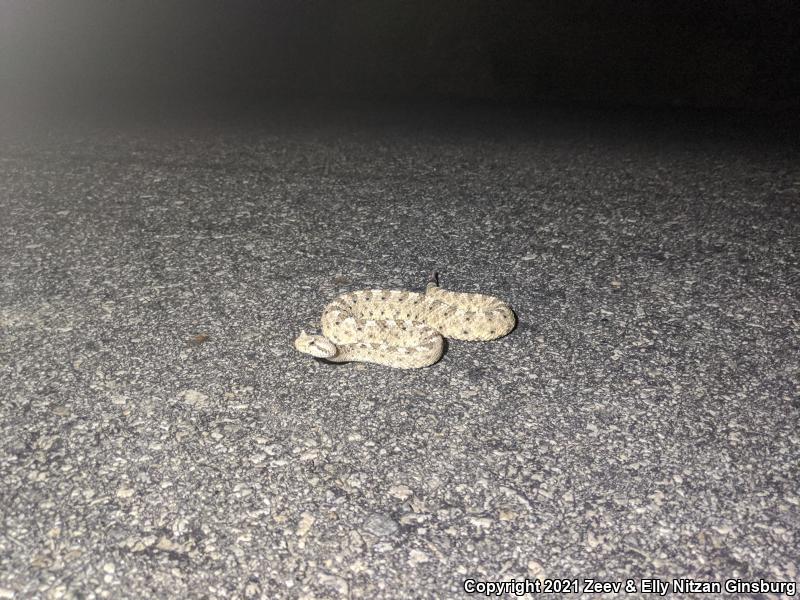 Mojave Desert Sidewinder (Crotalus cerastes cerastes)