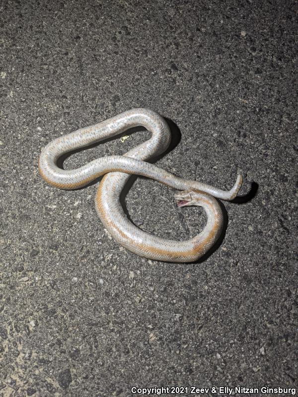 Desert Rosy Boa (Lichanura trivirgata gracia)