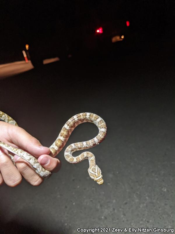 Baja California Lyresnake (Trimorphodon biscutatus lyrophanes)