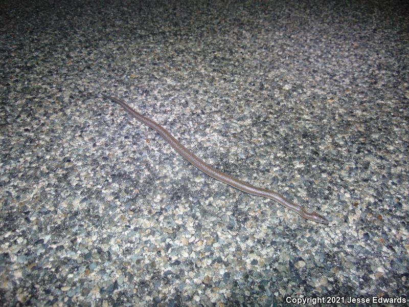 Coastal Rosy Boa (Lichanura trivirgata roseofusca)