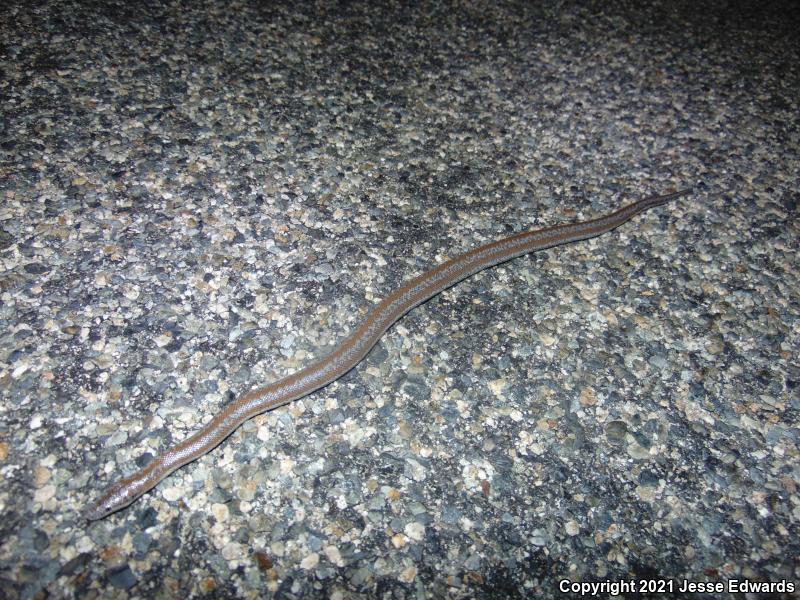 Coastal Rosy Boa (Lichanura trivirgata roseofusca)