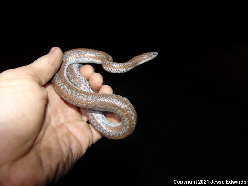 Coastal Rosy Boa (Lichanura trivirgata roseofusca)