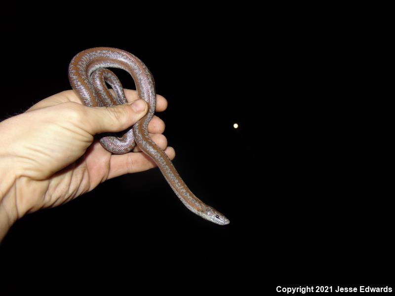 Coastal Rosy Boa (Lichanura trivirgata roseofusca)