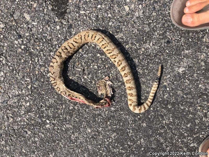 Great Basin Rattlesnake (Crotalus oreganus lutosus)