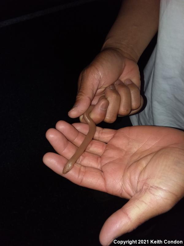 Northern Rubber Boa (Charina bottae)