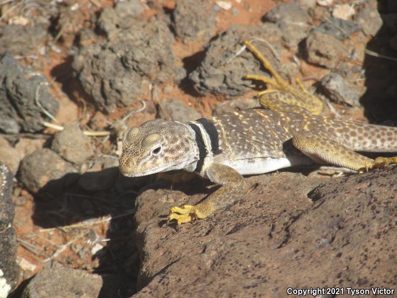 Great Basin Collared Lizard (Crotaphytus bicinctores)