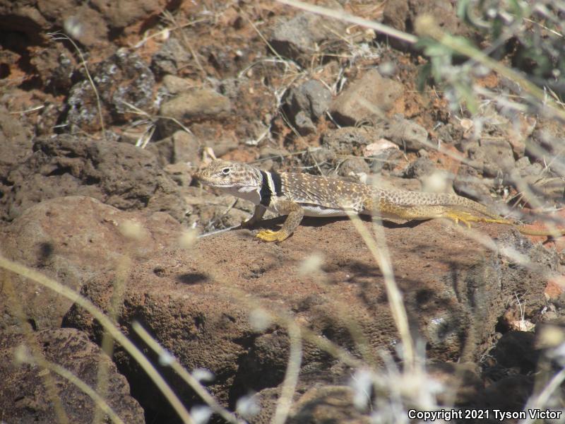 Great Basin Collared Lizard (Crotaphytus bicinctores)