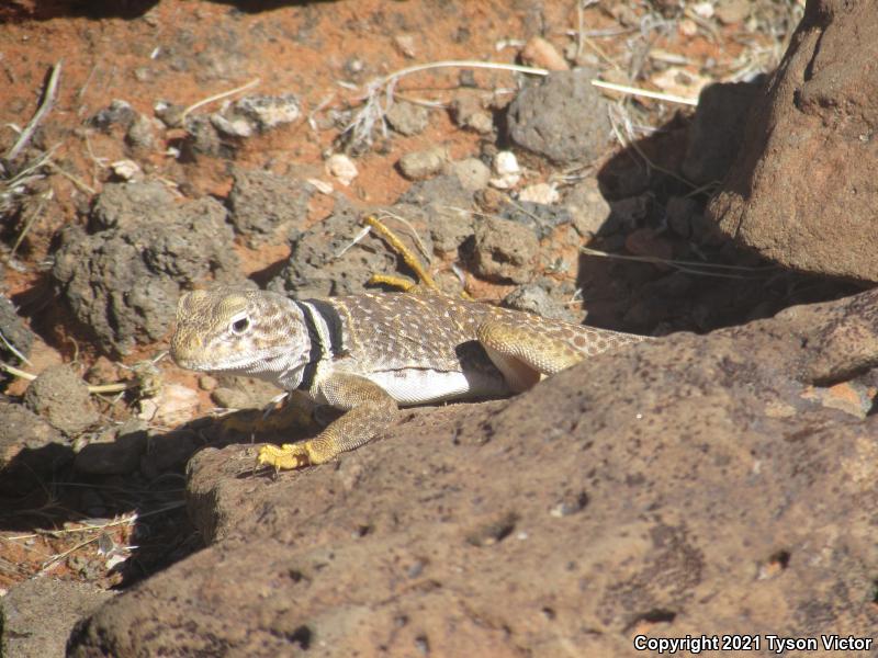 Great Basin Collared Lizard (Crotaphytus bicinctores)