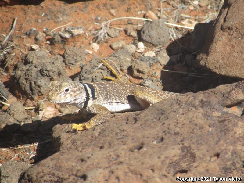 Great Basin Collared Lizard (Crotaphytus bicinctores)