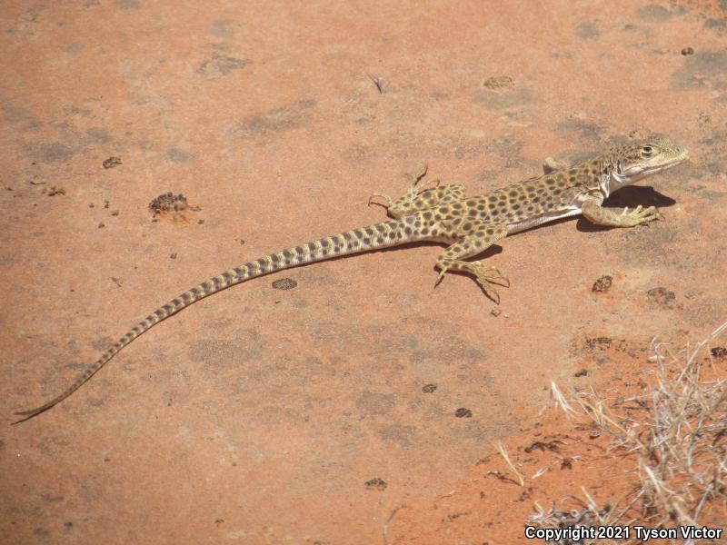 Longnose Leopard Lizard (Gambelia wislizenii)