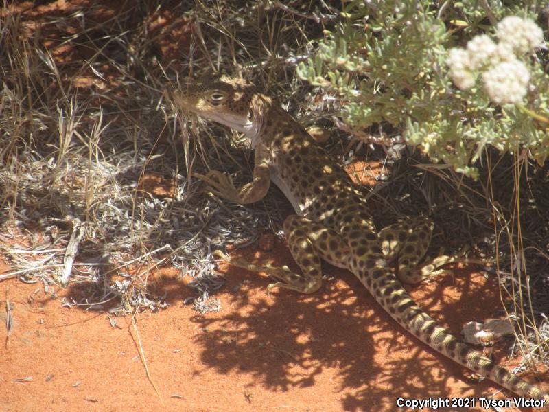 Longnose Leopard Lizard (Gambelia wislizenii)