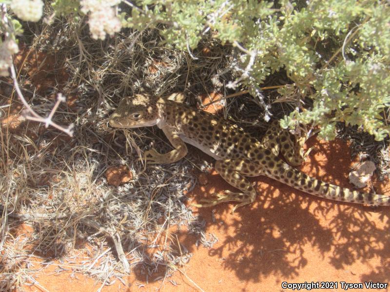 Longnose Leopard Lizard (Gambelia wislizenii)