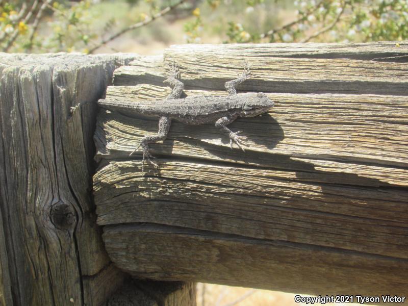 Northern Tree Lizard (Urosaurus ornatus wrighti)