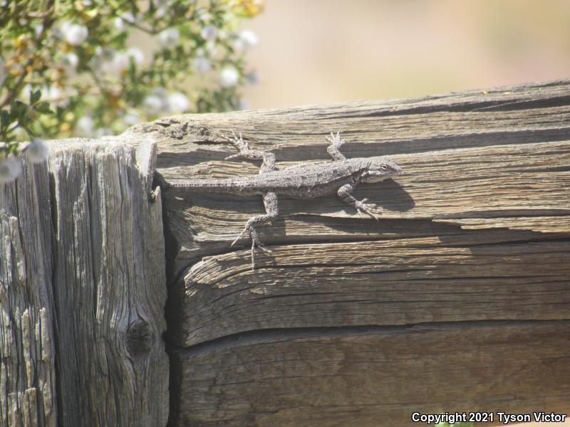 Northern Tree Lizard (Urosaurus ornatus wrighti)