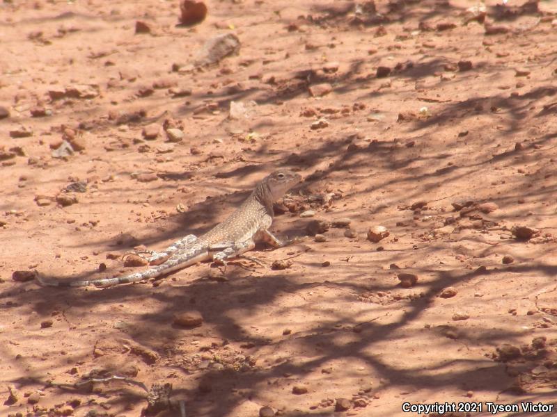 Western Zebra-tailed Lizard (Callisaurus draconoides rhodostictus)