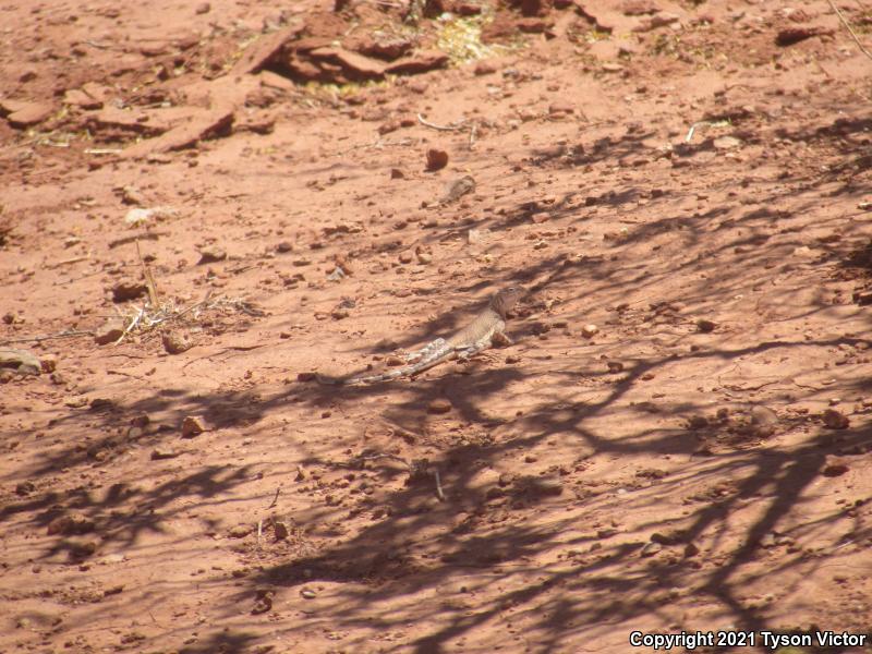 Western Zebra-tailed Lizard (Callisaurus draconoides rhodostictus)