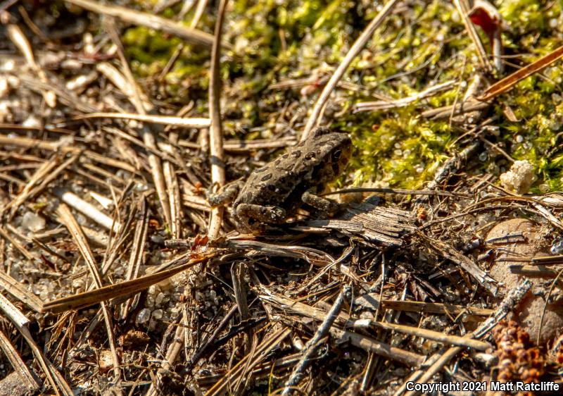 Fowler's Toad (Anaxyrus fowleri)