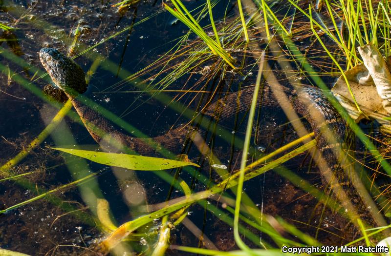 Northern Watersnake (Nerodia sipedon sipedon)