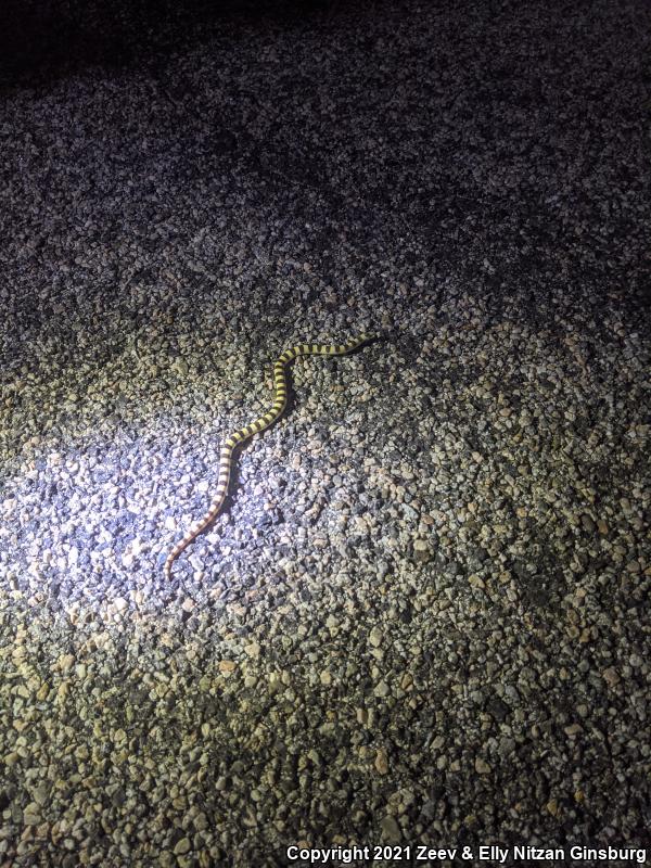 Mojave Shovel-nosed Snake (Chionactis occipitalis occipitalis)