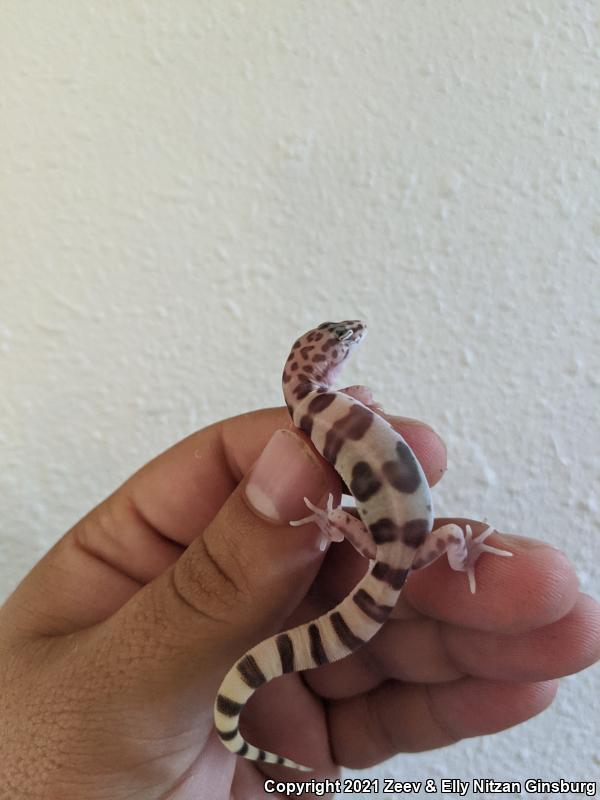 Desert Banded Gecko (Coleonyx variegatus variegatus)