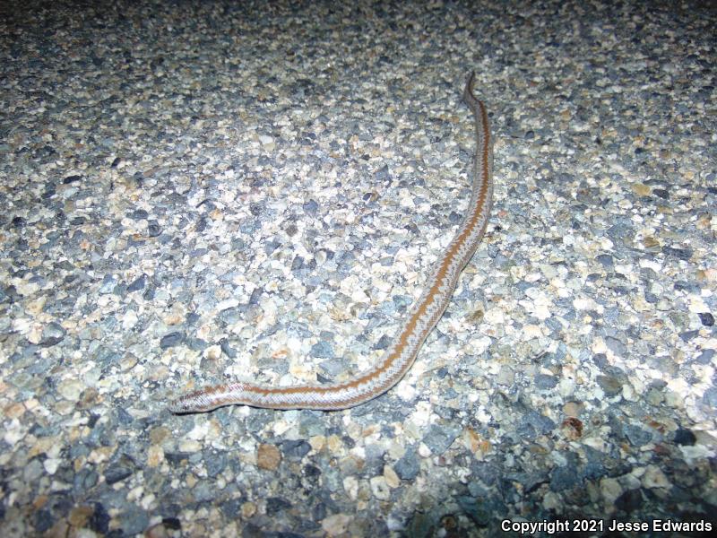 Coastal Rosy Boa (Lichanura trivirgata roseofusca)