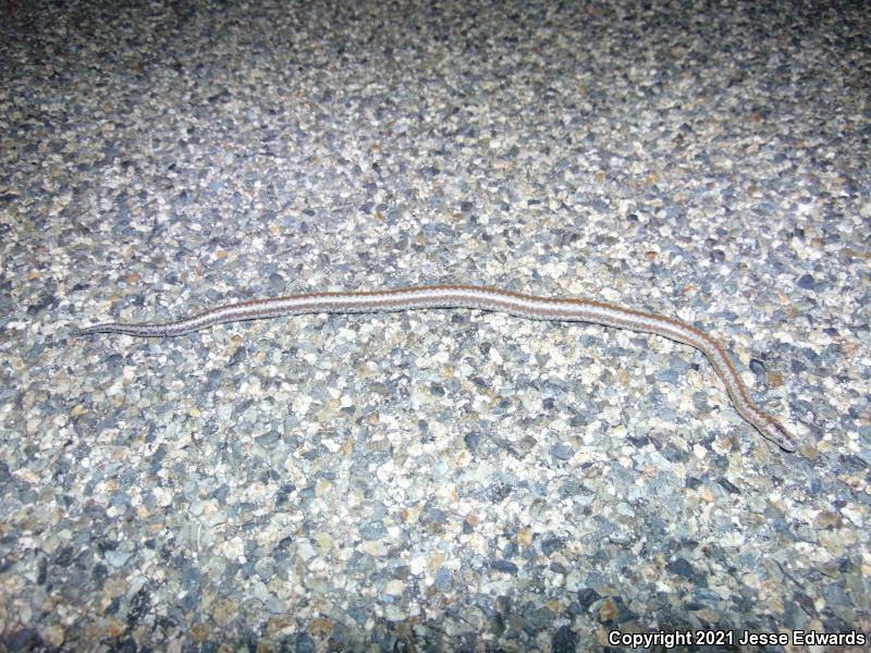 Coastal Rosy Boa (Lichanura trivirgata roseofusca)