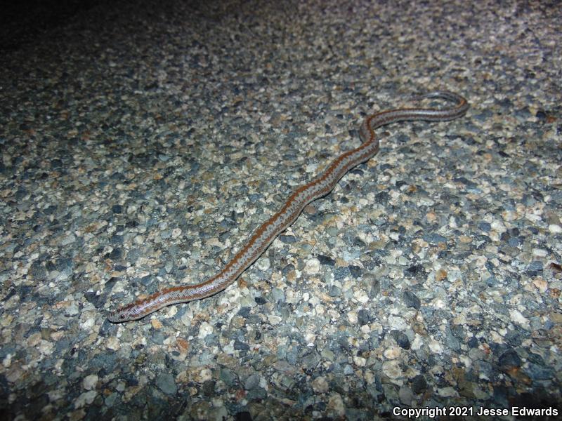 Coastal Rosy Boa (Lichanura trivirgata roseofusca)