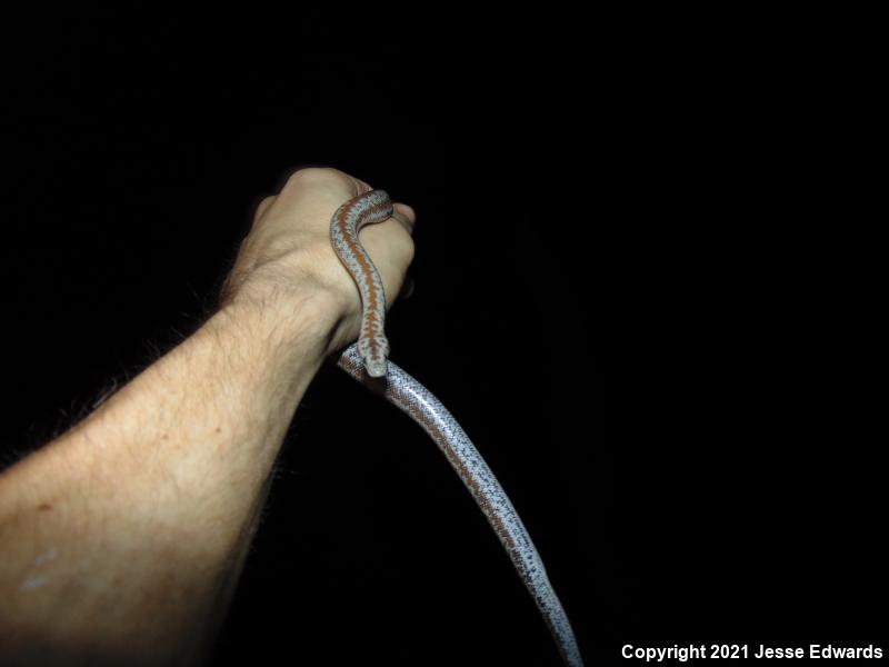 Coastal Rosy Boa (Lichanura trivirgata roseofusca)