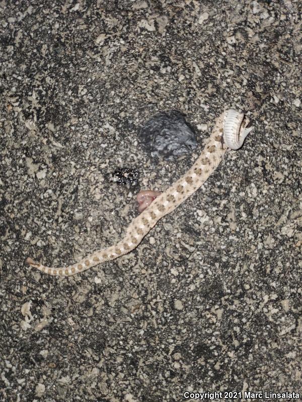 Mojave Desert Sidewinder (Crotalus cerastes cerastes)