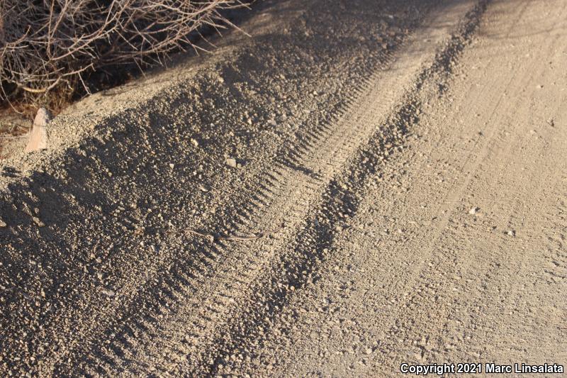 Mojave Patch-nosed Snake (Salvadora hexalepis mojavensis)