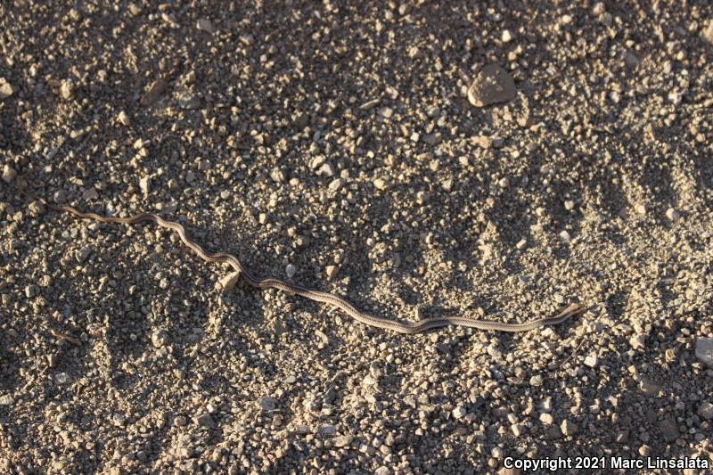 Mojave Patch-nosed Snake (Salvadora hexalepis mojavensis)