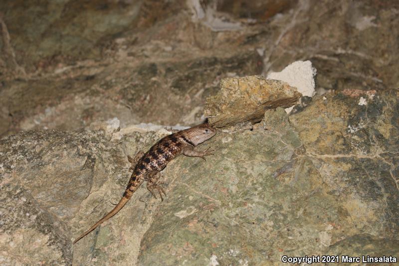 Yellow-backed Spiny Lizard (Sceloporus uniformis)