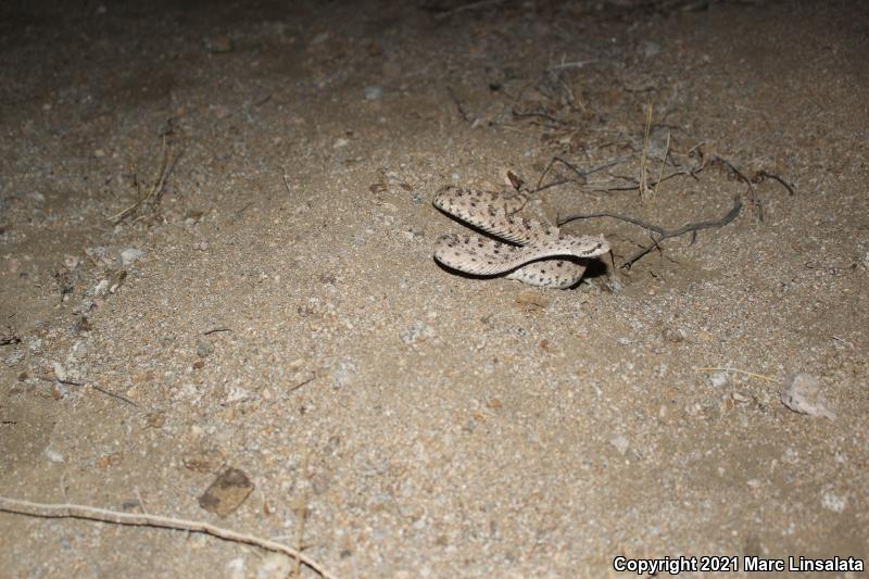 Mojave Desert Sidewinder (Crotalus cerastes cerastes)