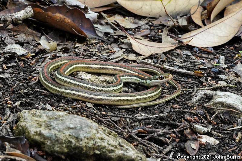 Red-striped Ribbonsnake (Thamnophis proximus rubrilineatus)