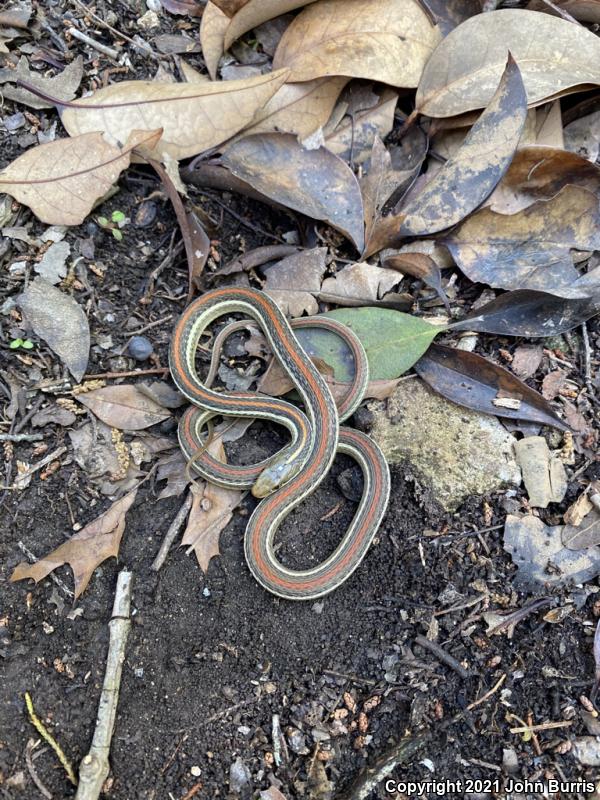 Red-striped Ribbonsnake (Thamnophis proximus rubrilineatus)