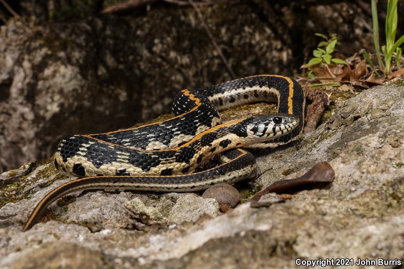 Eastern Black-necked Gartersnake (Thamnophis cyrtopsis ocellatus)