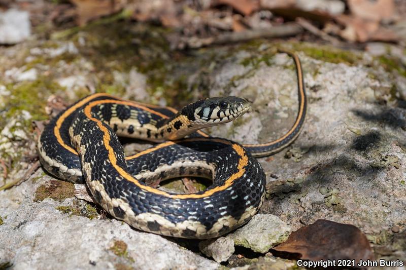 Eastern Black-necked Gartersnake (Thamnophis cyrtopsis ocellatus)