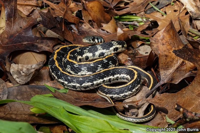 Eastern Black-necked Gartersnake (Thamnophis cyrtopsis ocellatus)