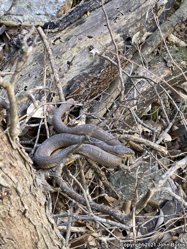 Blotched Watersnake (Nerodia erythrogaster transversa)